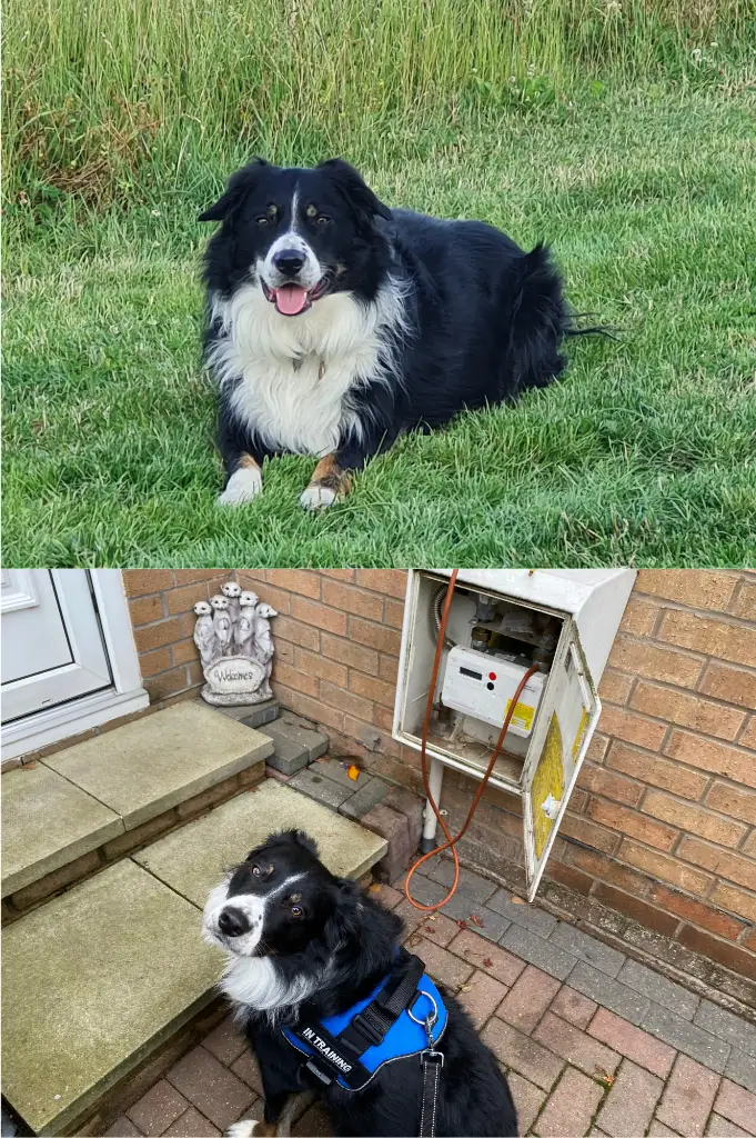 Colin the dog, UberHeats’ Head of Security and Apprentice Boiler Collie